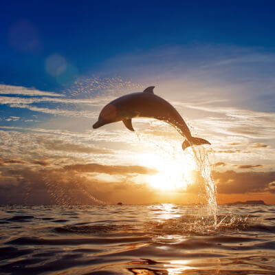 Ocean of Love Ocean of Love